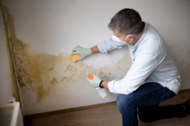 Salem, MO Mold Removal Company